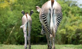 Motherly Advice (Zebras)