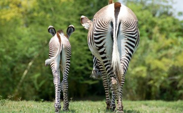 Motherly Advice (Zebras)
